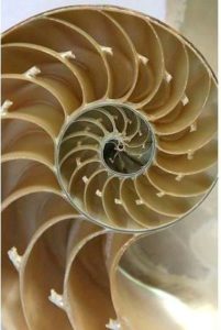 the spiral of life